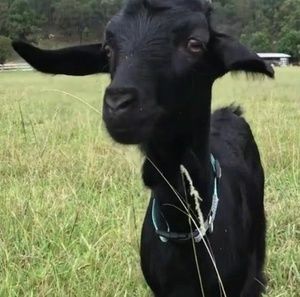 Meet your Posher, Kazz